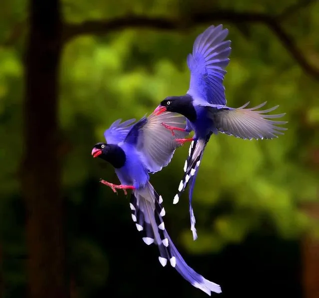 Taiwan Blue Magpie