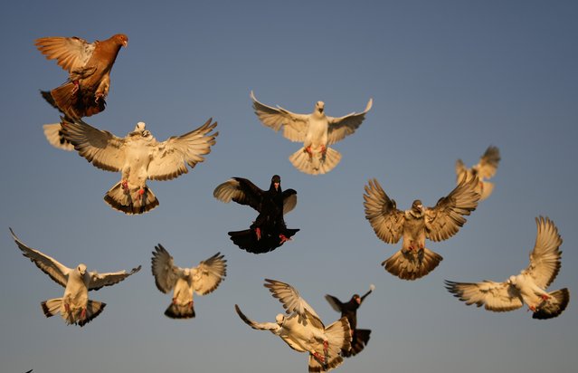 Pigeons circle above the rooftop of Loubna Hamdan and her husband Ibrahim Ammar, who leave food out for the birds in Chiyah, the southern suburbs of Beirut, Lebanon, Lebanon, Thursday, July 10, 2025. (Photo by Hassan Ammar/AP Photo)