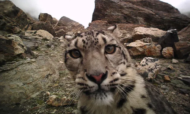 This file photo taken by an infrared camera shows a snow leopard in the Mount Qomolangma reserve area in southwest China's Tibet Autonomous Region on May 22, 2023. (Photo by Xinhua News Agency/Rex Features/Shutterstock)