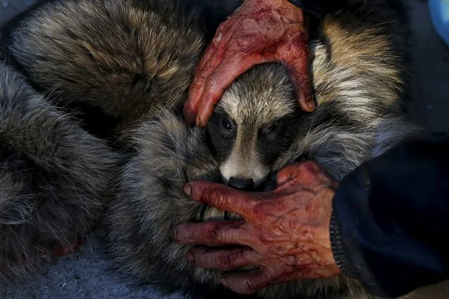 A worker holds the head of a fox while killing it with electricity for its fur at a fox farm in Nanzhuang village, Shandong province, China, December 11, 2015. There are over 60 households in the village still raising foxes, raccoon dogs and other animals for the fur trade. China is the world's largest fur producer and exporter, according to state media. (Photo by William Hong/Reuters)