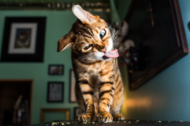 Using his friend’s cat as a muse and supplying several variations of catnip – an herb that can causes cats to enter a state of bliss for up to two hours – the neuroscience graduate captured some laugh-out-loud results. (Photo by Andrew Marttila/Caters News Agency)