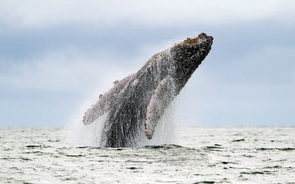 The Week in Pictures: Animals, July 12 – July 19, 2013