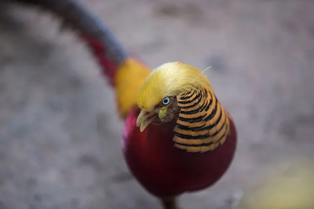 A golden pheasant is seen at Hangzhou Safari Park in Hangzhou, Zhejiang Province, China, November 13, 2016. (Photo by Reuters/Stringer)