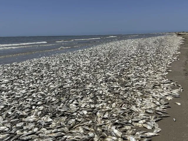 A view from the Quintana Beach on Sunday, June 11, 2023 in Texas, United States. Thousands of fish have washed up dead on Texas Gulf Coast in the US on Sunday. Officials in Texas' Brazoria and Quintana counties said thousands of fish have washed up dead on the beaches since Friday. Officials said thousands more fish are expected to wash up dead on the coast. Authorities said they were investigating whether the cause of death of fishes was due to marine pollution or low oxygen levels in coastal waters due to warming ocean water. (Photo by Quintana Beach County Park/Handout/Anadolu Agency via Getty Images)