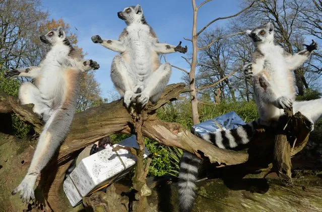 A group of lemurs prepare to open a Christmas package filled with food on December 23, 2015 at the zoo in La Fleche, northwestern France. (Photo by Jean-Francois Monier/AFP Photo)