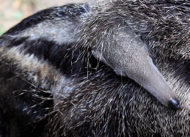 Flodni, the one-month-old giant anteater lies on her mother at Budapest Zoo, Hungary July 21, 2018. (Photo by Bernadett Szabo/Reuters)