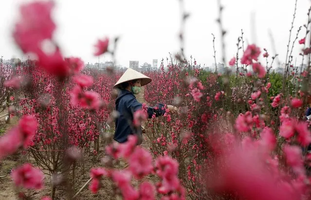 A farmer tends to peach blossom flowers for sale at a field in Hanoi February 6, 2015. (Photo by Reuters/Kham)