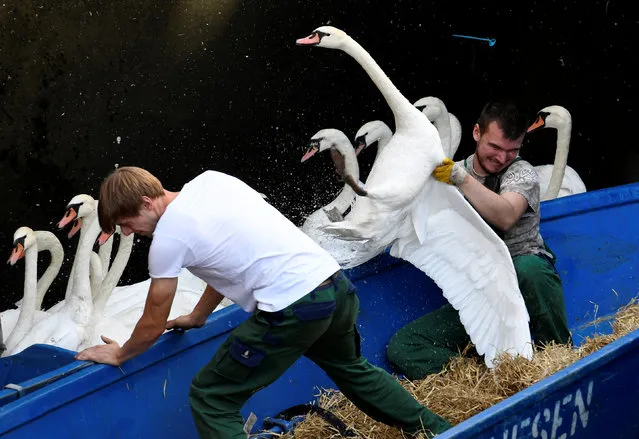 Swans are caught at Hamburg's inner city lake Alster August 7, 2018. Due to hot weather the swans are collected from waterways around the northern city of Hamburg, Germany, and taken to quarters where they usually spend the winter. (Photo by Fabian Bimmer/Reuters)