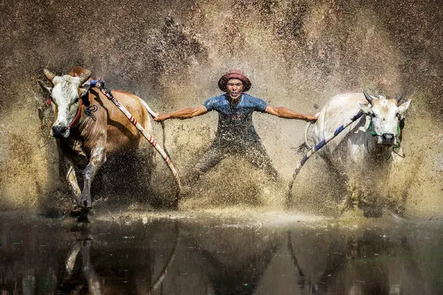A brutal race where men are dragged through the mud while hanging onto the tails of two charging bulls has been captured in a series of spectacular pictures. Water and mud is splashed into the air as the cows run, drenching the men whose only hope for survival is to not let go. The photographs were taken by Shikhei Goh in Sumatra, Indonesia at a festival called Pacu Jawi. (Photo by Shikhei Goh/Media Drum Images)