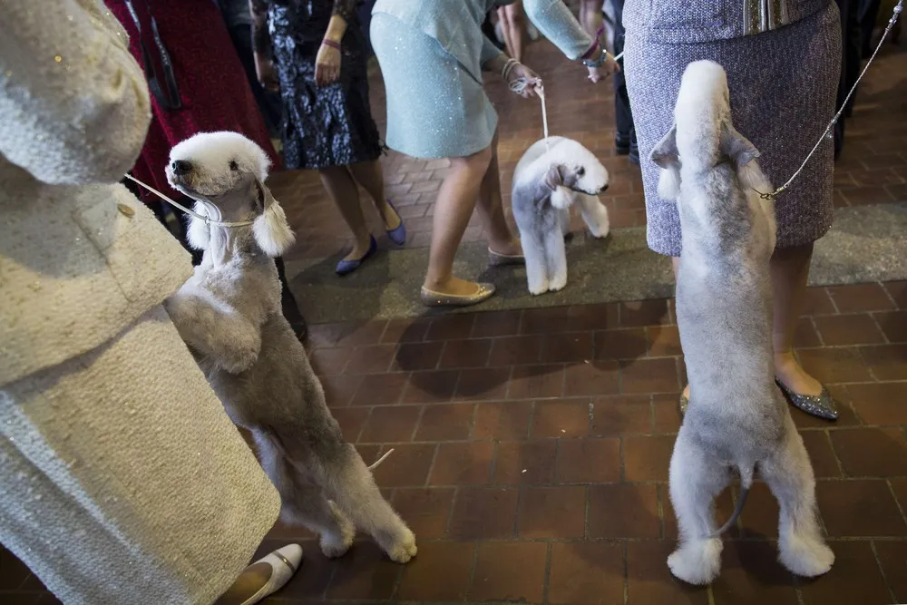 The 139th Westminster Kennel Club's Dog Show