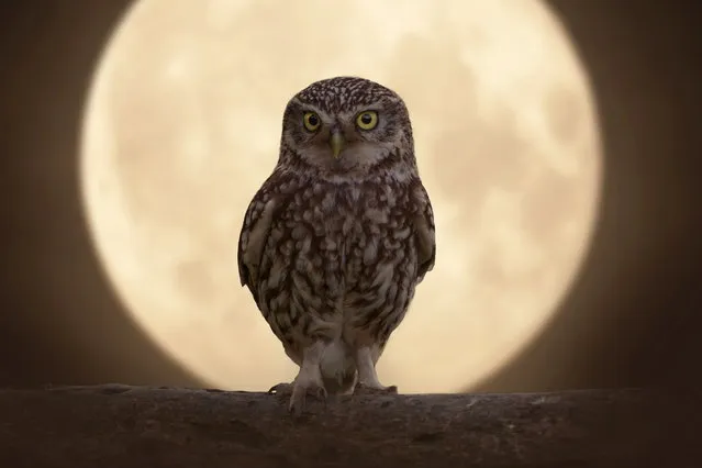 A little owl on a branch in front of the recent full moon in Eastchurch, Isle of Sheppey, England in August 2023. (Photo by Matt Pennal/Animal News Agency)