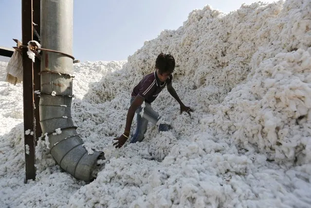 A worker fills a vacuum pipe with cotton to clean it at a cotton processing unit in Kadi town in the western Indian state of Gujarat February 9, 2015. India is expected to be the world's top cotton producer in the season to September 2015, with a likely output of 40 million bales. India's domestic cotton demand is expected to rise about 3 percent to 31.1 million bales this crop year. (Photo by Amit Dave/Reuters)