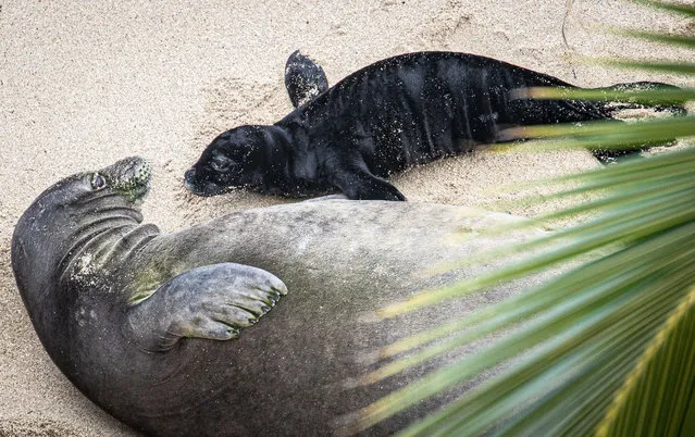 Endangered species Hawaiian monk seal, Kaiwi with her 4 day old pup on the beach where she gave birth on April 26th at Kaimana Beach in Honolulu. (Photo by Media Punch/Rex Features/Shutterstock)