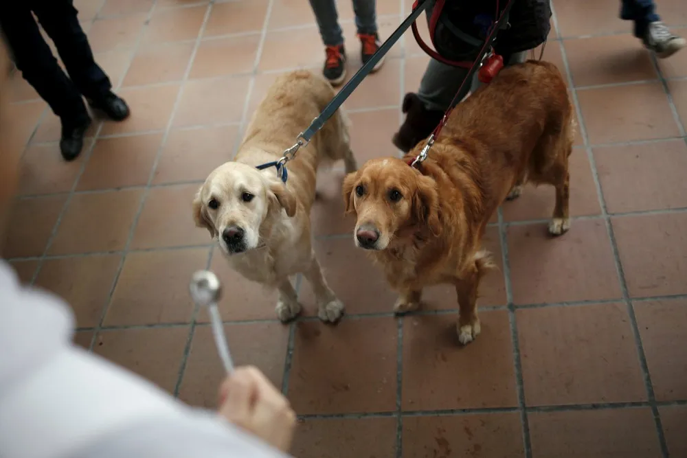 Pets Fill Spanish Churches for St Anthony's Day Blessing