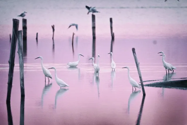 Little egrets are seen in Bursa, Turkiye on August 21, 2023. With the approach of autumn, the passage of migratory birds continues to increase. Tens of thousands of shorebirds of many species stop to feed in the wetlands and marshes of Bursa, which is on an important migration route. (Photo by Alper Tuydes/Anadolu Agency via Getty Images)