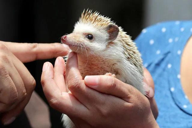A hedgehog is seen during a religious and blessing ceremony to honour the feast of Saint Francis of Assisi outside the San Francisco Church in Lima, Peru September 30, 2018. (Photo by Guadalupe Pardo/Reuters)