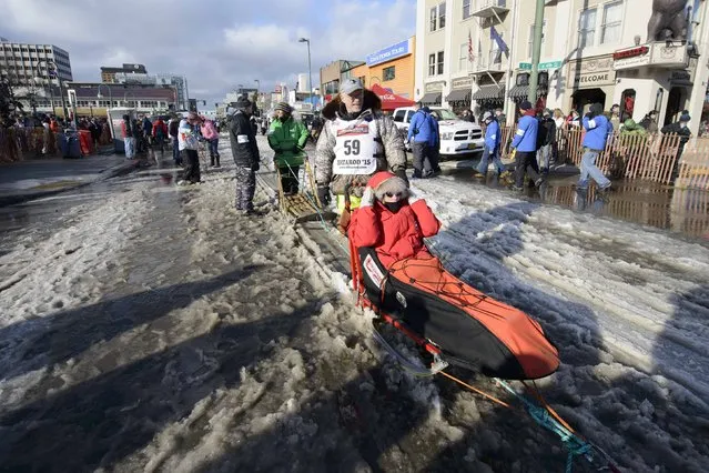 Four-time Iditarod champion Jeff King and IditaRider June Simpson (seated) navigate the slushy and quickly melting snow trucked-in and laid down on 4th avenue at the 2015 ceremonial start of the Iditarod Trail Sled Dog race in downtown Anchorage, Alaska March 7, 2015. The timed portion of the race, which typically lasts nine days or longer, begins on Monday in Fairbanks, about 300 miles (482 km) away. Traditionally held in Willow, the timed start was moved to Fairbanks this year to accommodate an alternate trail selected after race officials deemed sections of the traditional path unsafe.    REUTERS/Mark Meyer  (UNITED STATES - Tags: SPORT ANIMALS SOCIETY)S SOCIETY)
