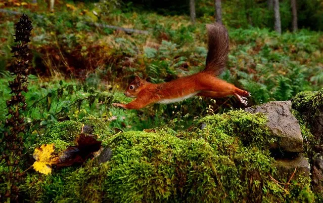 A Eurasian red squirrel (Sciurus vulgaris) darts along a stone wall in England's Kielder Forest after collecting food. Kielder Forest is England's largest forest at 250 square miles and is home to the largest remaining red squirrel population in England. (Photo by Owen Humphreys/PA Wire)