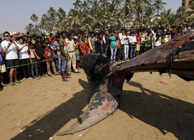 People gather around the carcass of a dead whale on a beach along the Arabian Sea in Mumbai, India, January 29, 2016. (Photo by Danish Siddiqui/Reuters)