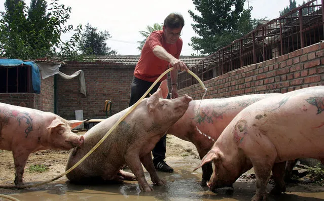 Tattooing Pigs By Wim Delvoye