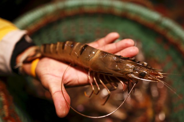 Surakit Laeaddee holds a shrimp after shrimp fishing, at his house in Leam Fa Pha, Thailand, January 26, 2016. Since the 1980s, a boom in shrimp farming has decimated mangroves around the world. The trend has destroyed a key ecosystem for carbon storage, added to emissions of planet-warming carbon dioxide, and exposed shorelines and communities to storm surges and erosion. (Photo by Athit Perawongmetha/Reuters)