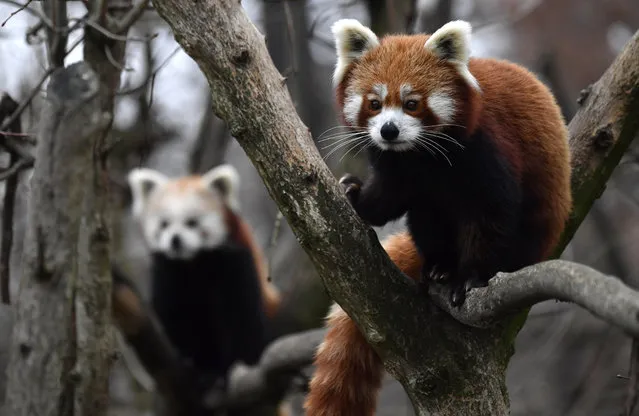 Two Red Pandas climb trees in their enclosure in Berlin's Tierpark zoo on November 22, 2018. The red panda, native to the eastern Himalayas and southwestern China, is listed as Endangered on the IUCN Red List, because the wild population is estimated at fewer than 10,000 mature individuals and continues to decline due to habitat loss and fragmentation, poaching, and inbreeding depression. (Photo by John MacDougall/AFP Photo)