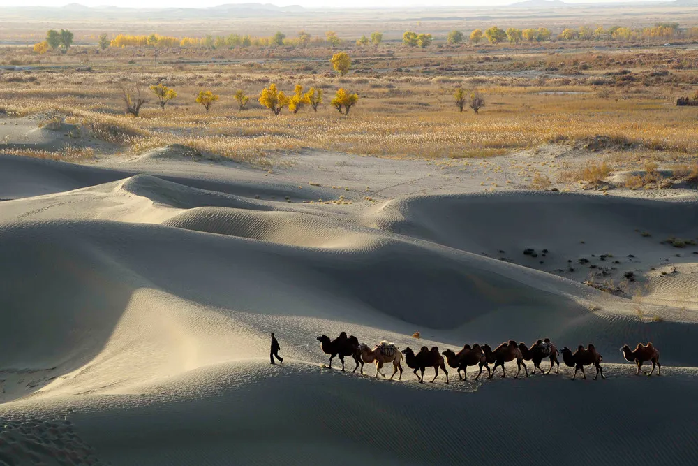 The Week in Pictures: Animals, November 8 – November 15, 2013