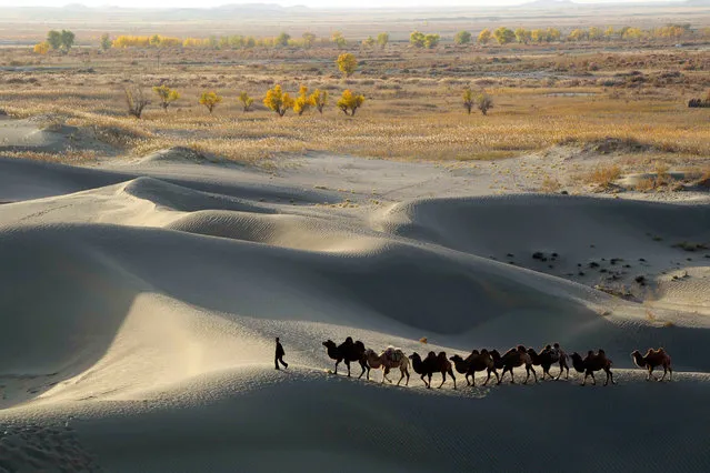 A man leads camels at the edge of the Taklamakan Desert in Xinjiang Uighur Autonomous Region, October 29, 2013. (Photo by Reuters/China Daily)