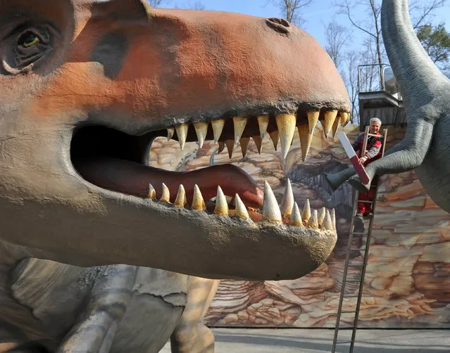 Tom Gloess works on the cleaning of a dinosaur sculpture at the Saurierpark dinosaur theme park in Kleinwelka, eastern Germany, on March 25, 2015. Around 200 life-size models of dinosaurs are on display at the park that will open its season on April 1, 2015. (Photo by Matthias Hiekel/AFP Photo/DPA)