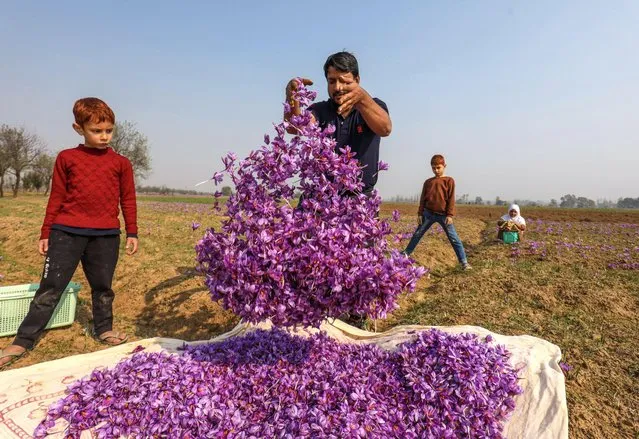 A Kashmiri villager prepares saffron flowers for drying at a field in Pampore, south of Srinagar, the summer capital of Indian Kashmir, 06 November 2023. (Photo by Farooq Khan/EPA)