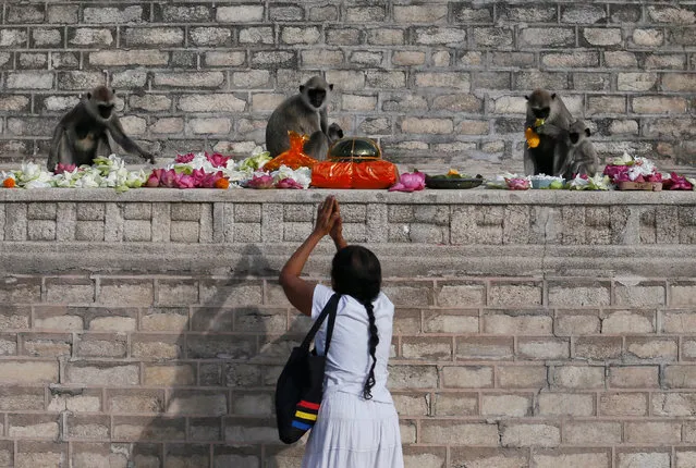 A Buddhist devotee prays as a group of monkeys eat flowers and food offered by devotees during a New Year religious ceremony at Ruwanwelisaya Stupa in Anuradhapura, Sri Lanka January 1, 2017. (Photo by Dinuka Liyanawatte/Reuters)