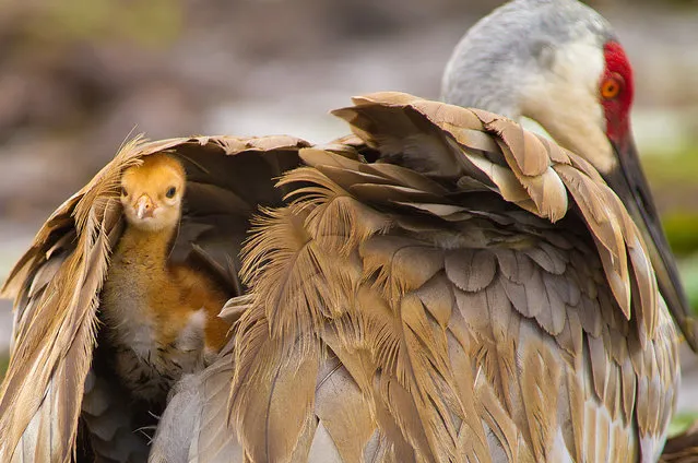 “Hiding In The Shadows”. This Baby Sandhill taking refuge under Moms wings while sitting on her second egg. I witnessed this baby being born earlier that day,and the next morning saw the other one hatch,what a sight to see. Photo location: Deland, Florida. (Photo and caption by Scott Helfrich/National Geographic Photo Contest)