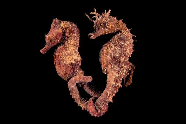 Macro category third place. The odd couple by Gianni Colucci (Italy). Location: Taranto, Italy. “During a night dive at around midnight, I found this pair of seahorses. I watched, mesmerised as they swam in the shallows holding each other by the tail. The scene was something majestic, a magic only enhanced by the beauty of the location, illuminated by the full moon”. (Photo by Gianni Colucci/Underwater Photographer of the Year 2016)