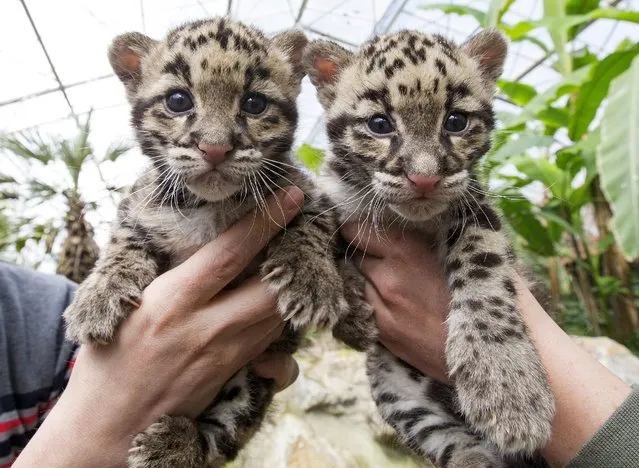 Baby clouded leopards, born early in March 2015 are presented by zoo keepers at the Olmense Zoo in Olmen, Belgium, April 16, 2015. (Photo by Yves Herman/Reuters)