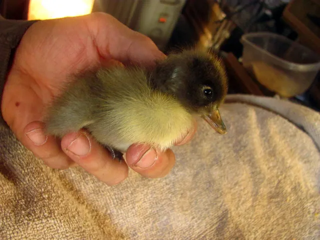 How This Man’s Saved A Duckling