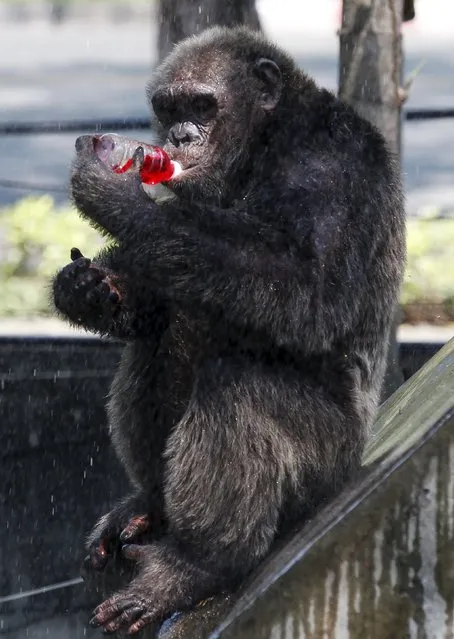 A chimpanzee drinks a sweet refreshment as it is sprayed with water on a hot day at Dusit zoo in Bangkok April 22, 2015. (Photo by Chaiwat Subprasom/Reuters)