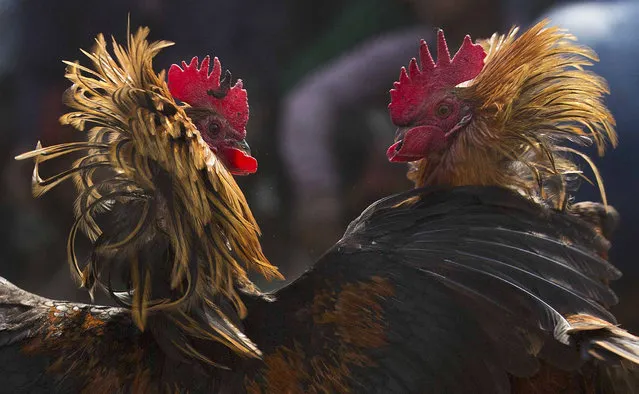 In this Friday, January 20, 2017 photo, roosters attack each other during a cockfight as part of Jonbeel festival near Jagiroad, about 75 kilometers (47 miles) east of Gauhati, India. Tribal communities like Tiwa, Karbi, Khasi, and Jaintia from nearby hills come down in large numbers to take part in the festival and exchange goods through an established barter system. (Photo by Anupam Nath/AP Photo)