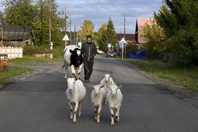 Nikolai, a local citizen drives his animals out to the pasture on his way to vote at a polling station during the Parliamentary elections in Bogandinskoye village in Tyumen region, Russia, Saturday, September 18, 2021. (Photo by Sergei Rusanov/AP Photo)