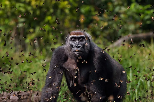 Grand prize: Anup Shah, UK. A female western lowland gorilla, Malui, walks through a cloud of butterflies she has disturbed in Bai Hokou, Dzanga Sangha special dense forest reserve, Central African Republic. “I like photos that keep dragging you in. The face. Tolerance or bliss. It’s really hard to tell and the insects draw you there”, said the celebrity judge Ben Folds. (Photo by Anup Shah/TNC Photo Contest 2021)