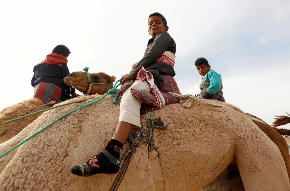 Child Jockeys Race Camels in Egypt