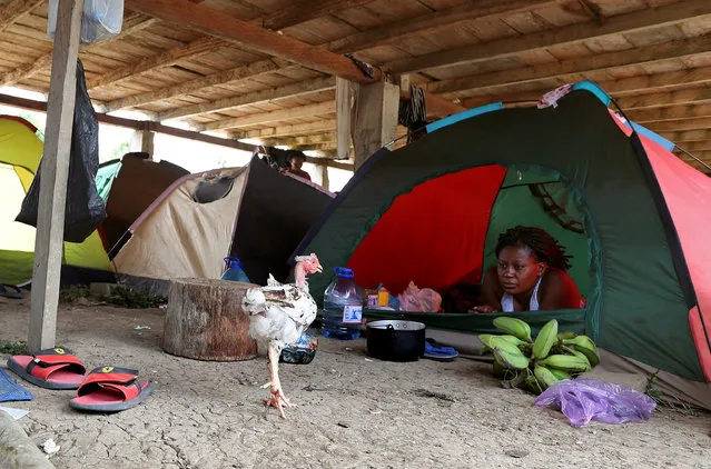 A migrant rests in her tent at an improvised shelter for Africans and Haitians on their way to the U.S., in the community of Canaan Membrillo, in Darien province, Panama, April 4, 2019. (Photo by Erick Marciscano/Reuters)