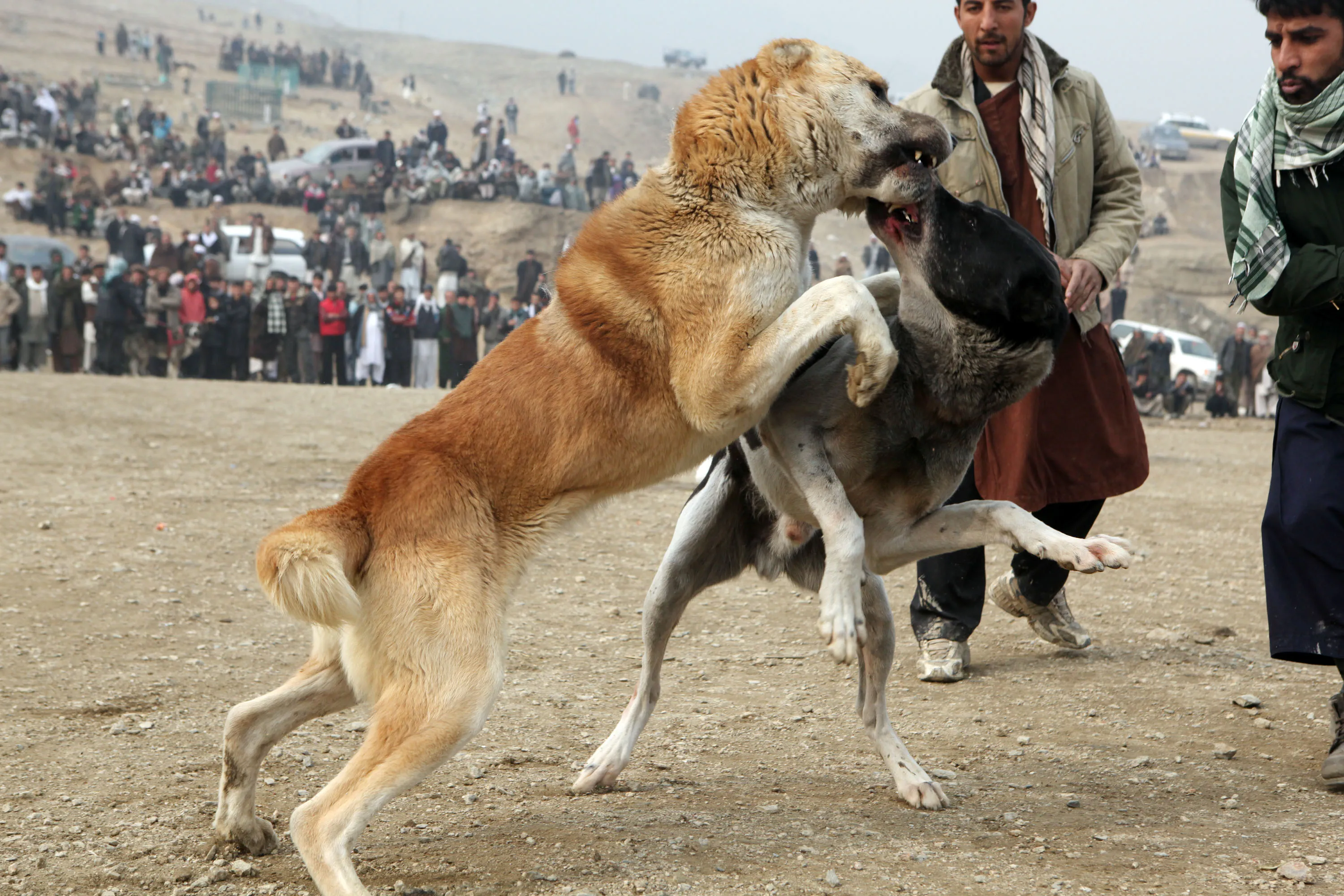 Собаки против людей. Среднеазиатская овчарка собачьи бои. Волкодав против алабая. Собачьи бои алабая Афганистан. Собака Афганский волкодав.