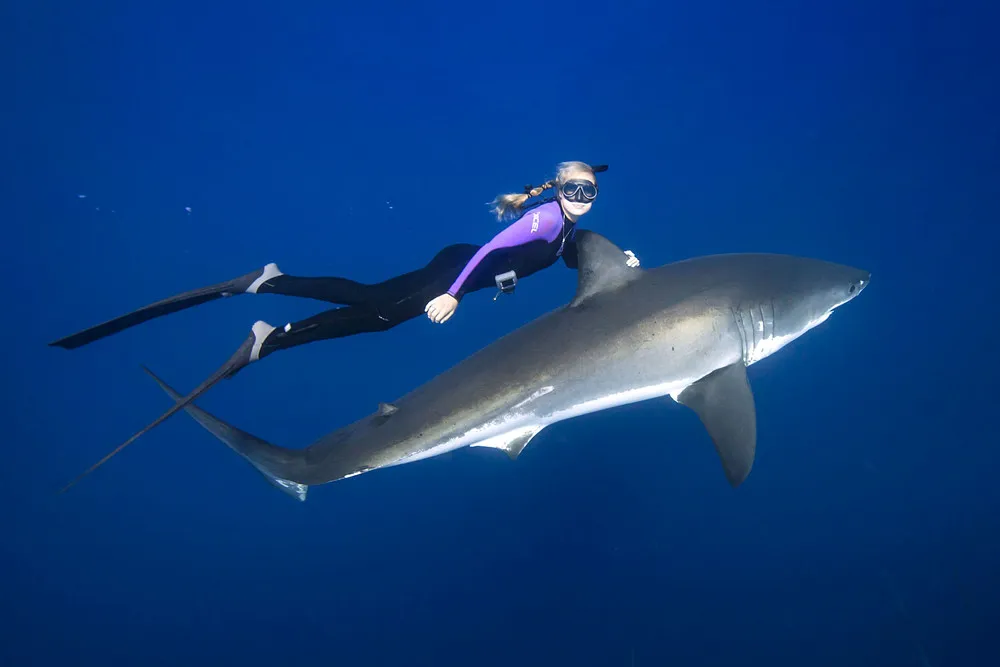 Freediving with Great White Sharks
