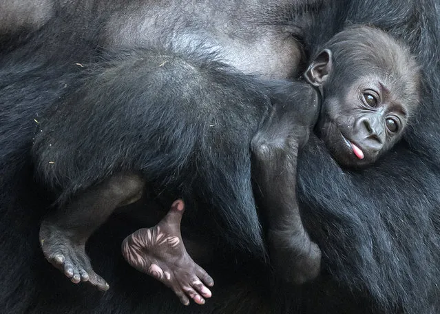 Baby gorilla relaxes on her mother Kibara at the zoo in Leipzig, Germany, Thursday, February 16, 2017. The female baby gorilla was born on Dec. 4, 2016 and was named Kianga on Thursday. (Photo by Jens Meyer/AP Photo)