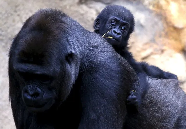 A Western Lowland Gorilla baby named 'Mjukuu', that was born in October last year, rides on the back of its Mother “Mbeli” in their enclosure at Taronga Zoo in Sydney, Australia, May 19, 2015. (Photo by David Gray/Reuters)