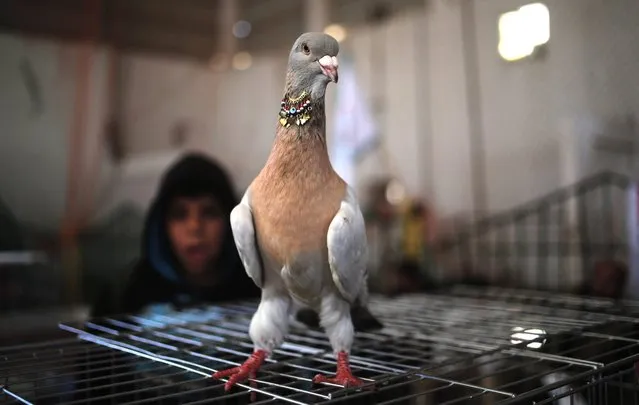 A pigeon sits on its cage during a pigeons exhibitition in Gaza City, Gaza Strip, 07 April 2016. About 250 pairs of pigeons were presents by its breeders. (Photo by Mohammed Saber/EPA)