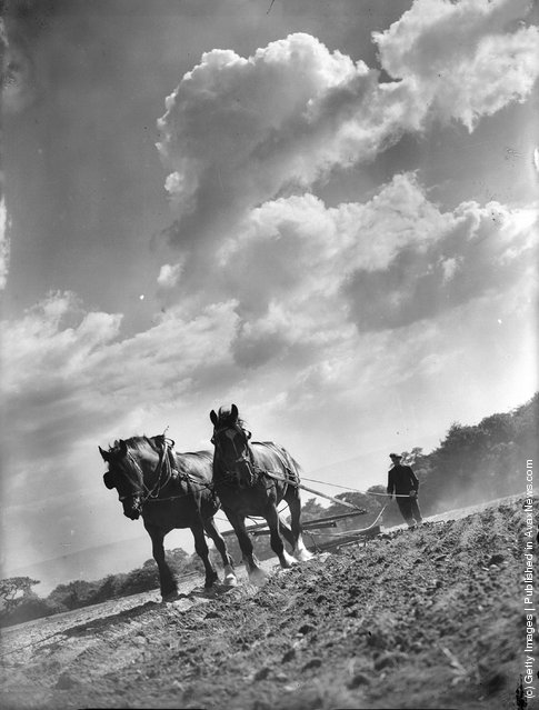 1939: A farmer ploughing land in the North of England with his team of horses