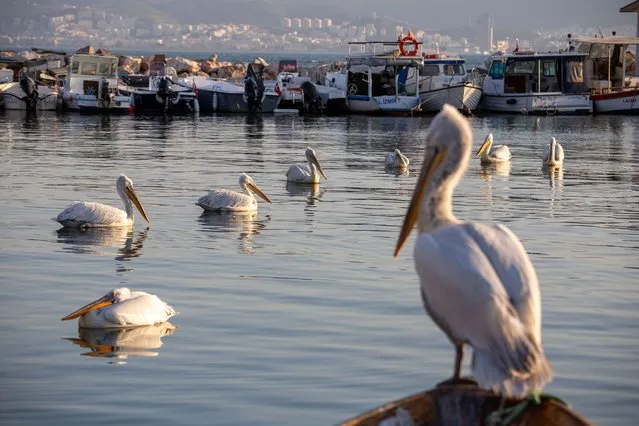 Crested pelicans on the Karşıyaka coast, Turkey on April 11, 2024. (Photo by Tolga Ildun/ZUMA Press Wire/Rex Features/Shutterstock)