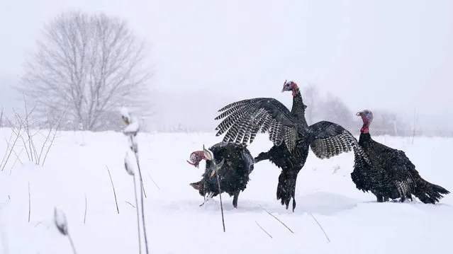 Wild turkeys tangle during a snow storm Friday, January 7, 2022, in East Derry, N.H. A winter storm is expected to drop about a half a foot of snow in the area. (Photo by Charles Krupa/AP Photo)