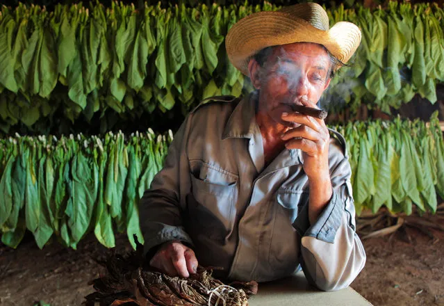 “Old tobacco farmer smoking his homemade cigar in Vinales, Cuba”. I visited a tobacco farmer in Vinales, Cuba. He was very kind to show me his field and storage. After that, he sat down and smoked his cigar while thinking about some good old days. Photo location: Vinales, Cuba. (Photo and caption by Klemen Misic/National Geographic Photo Contest)